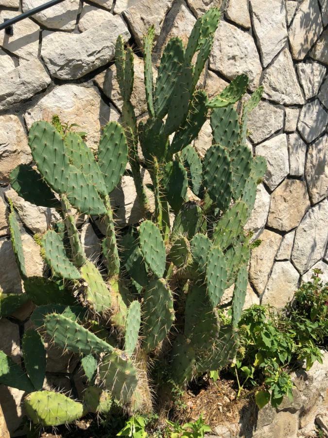 Apartment Opuntia Piran Eksteriør billede